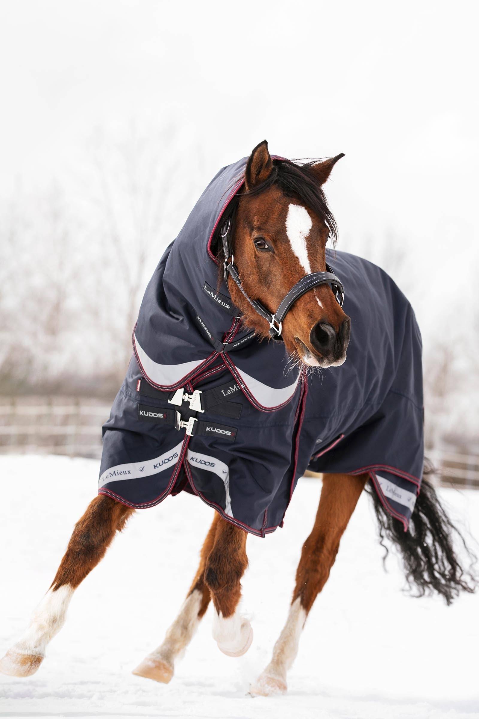 LeMieux Kudos Turnout Rug, 200 g Horse Rugs