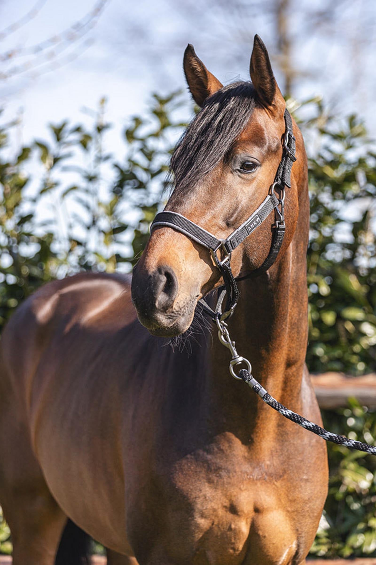 Anky ANKY Grooming Halter Halters & Leads
