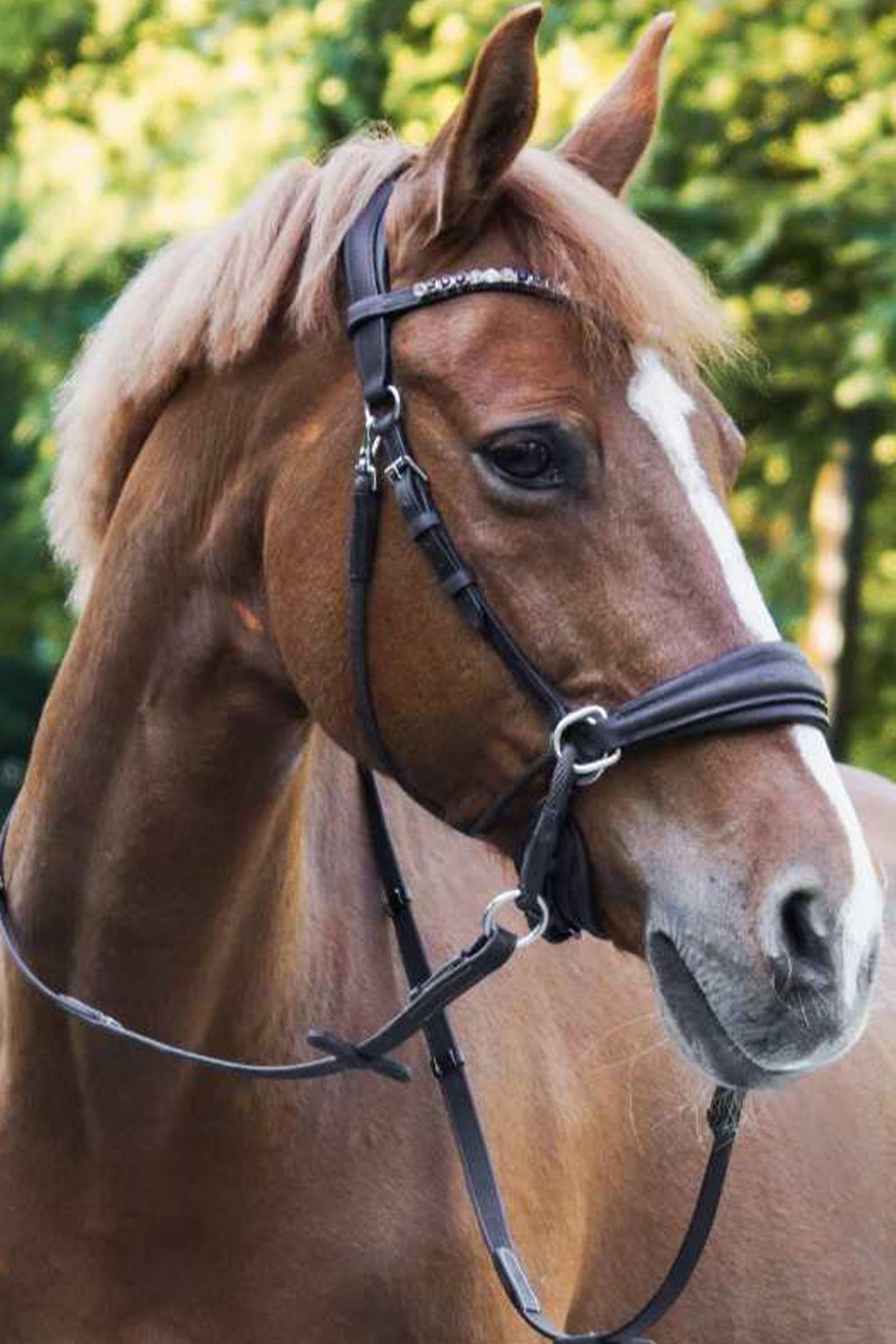 Kavalkade Cross Light Bitless Bridle With English Noseband Bridles & Reins
