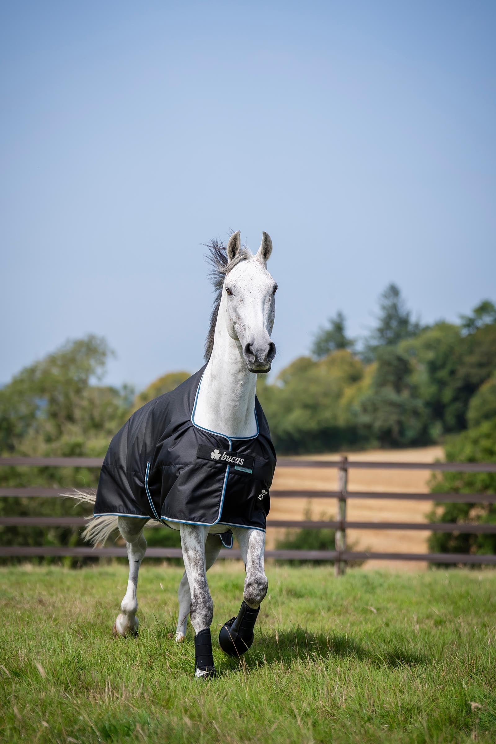 Bucas Anniversary SF Light Rain Turnout Rug, 50g Horse Rugs