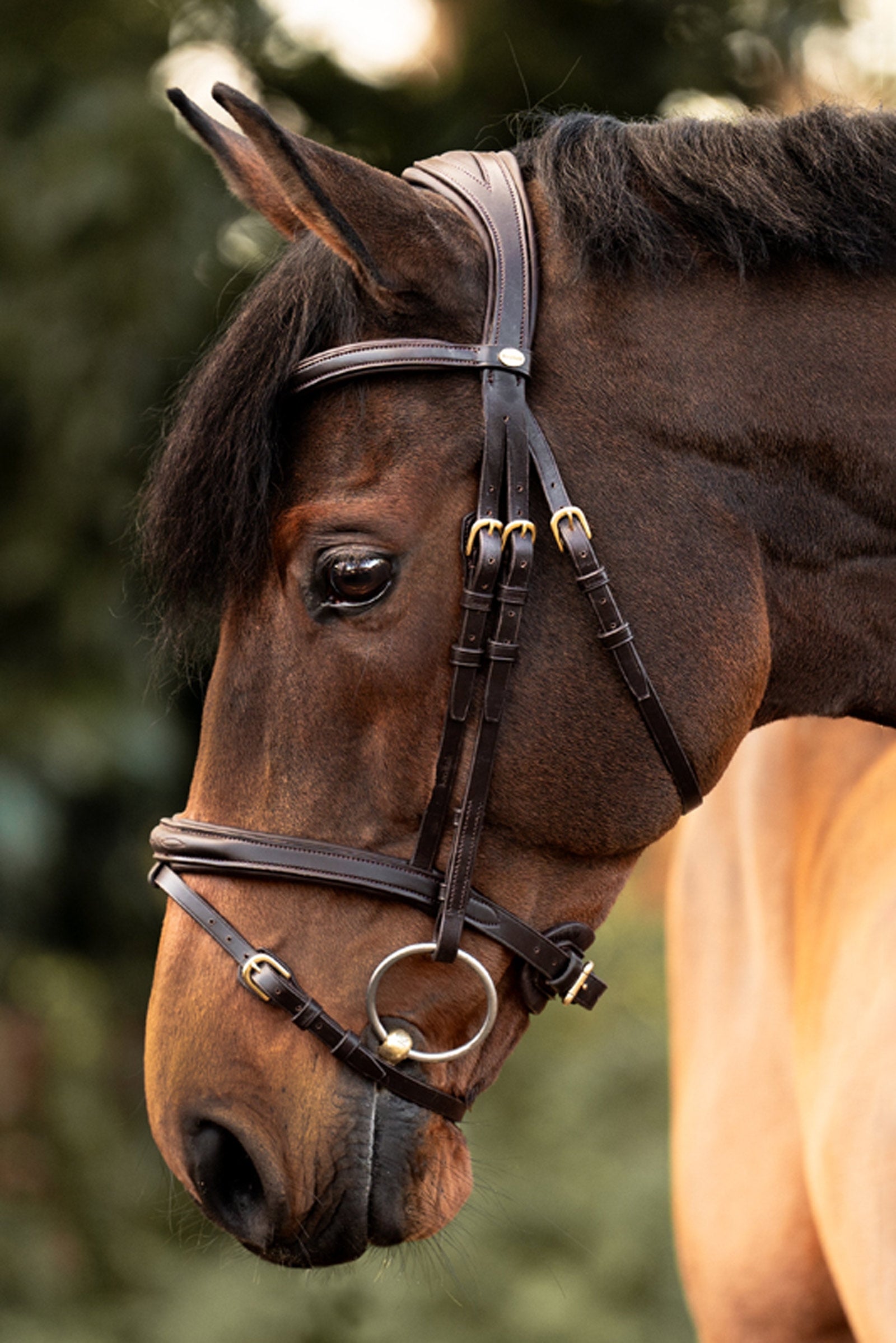 Kavalkade Robin English Bridle Bridles & Reins