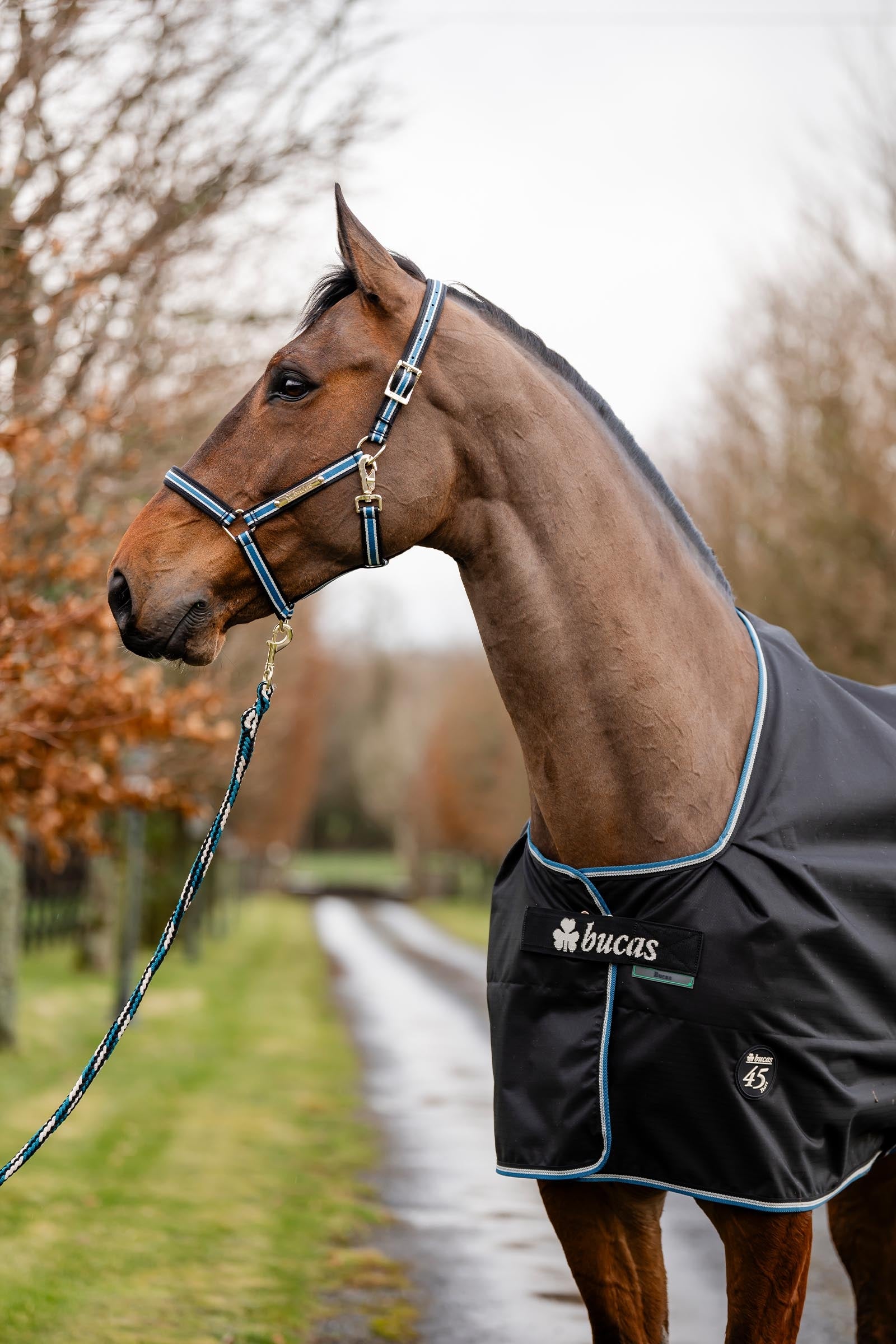 Bucas Anniversary SD Light Rain Turnout Rug, 0g Horse Rugs