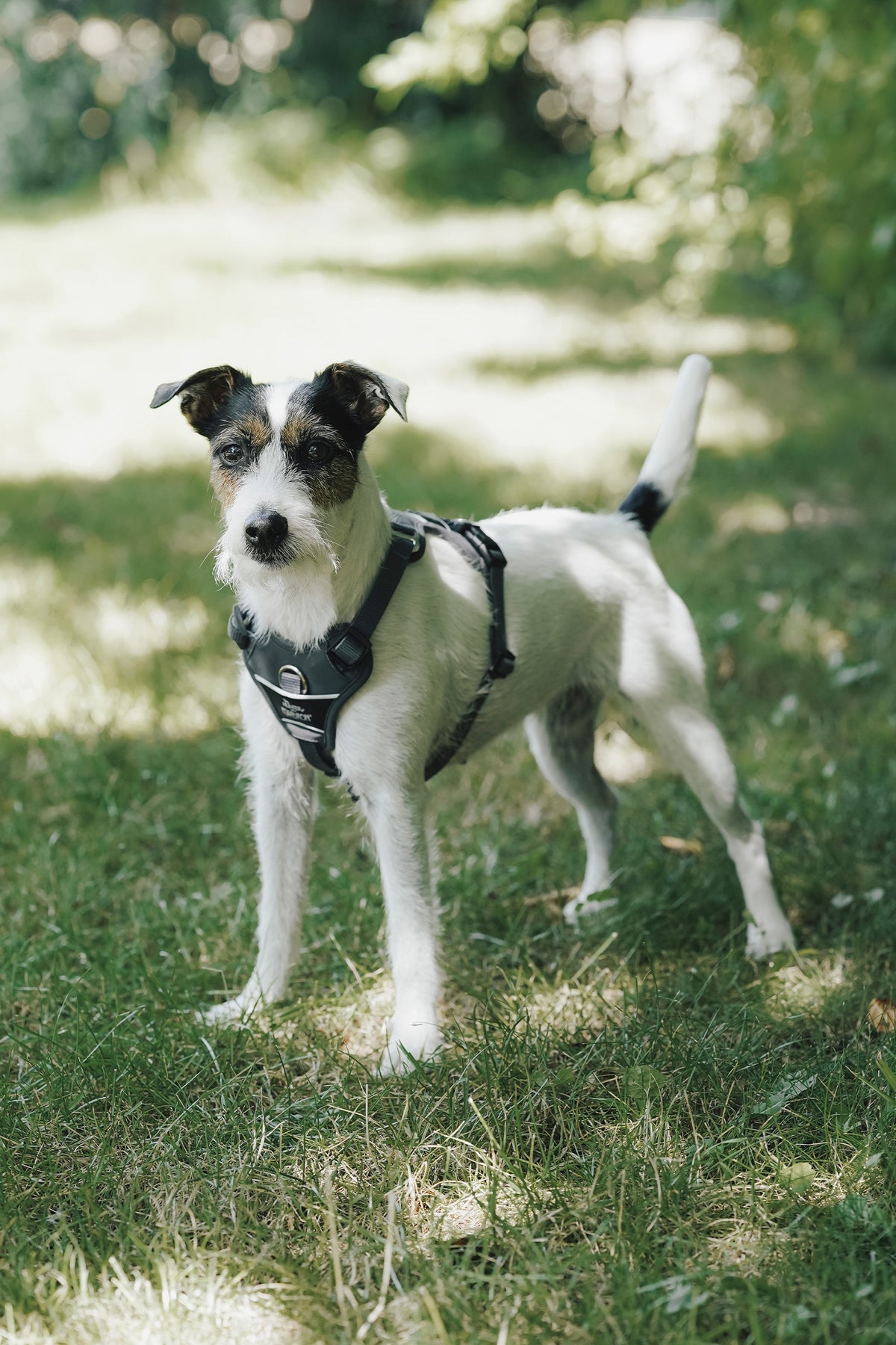 Eskadron Hunter x ESKADRON MOTION REFLECT Dog Harness Dog Accesories