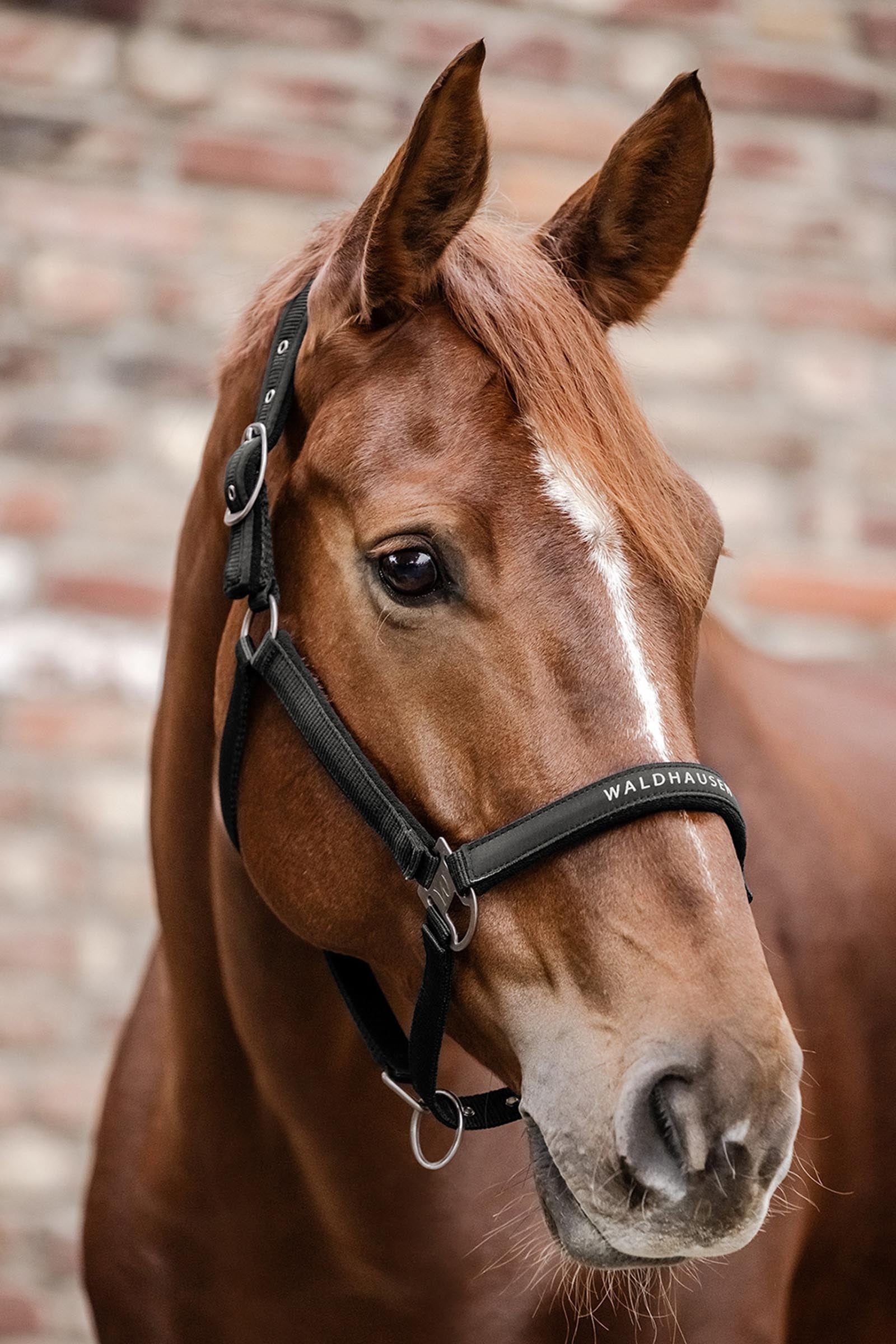 Waldhausen Athletic Halter  Halters & Leads